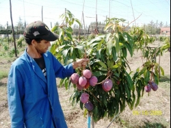 img - Finca - Cortijo en venta en Skhirat